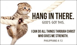 cat - hang in there