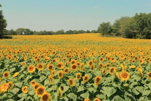 Sunflower Field - Molly T